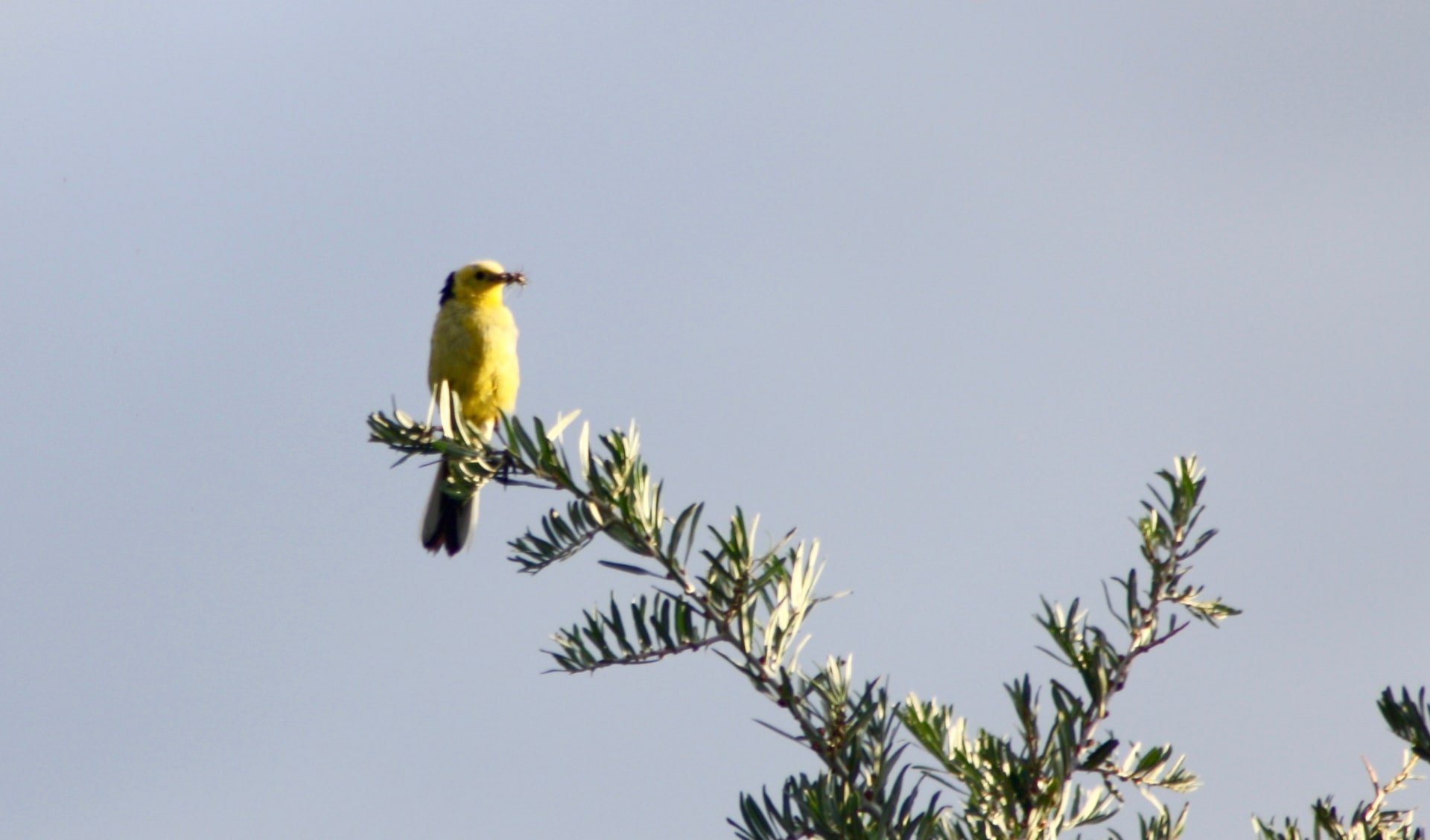 Yellow Wagtail